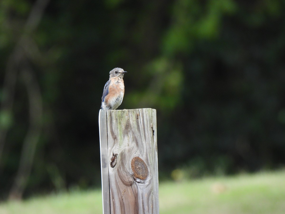 Eastern Bluebird - ML623647148