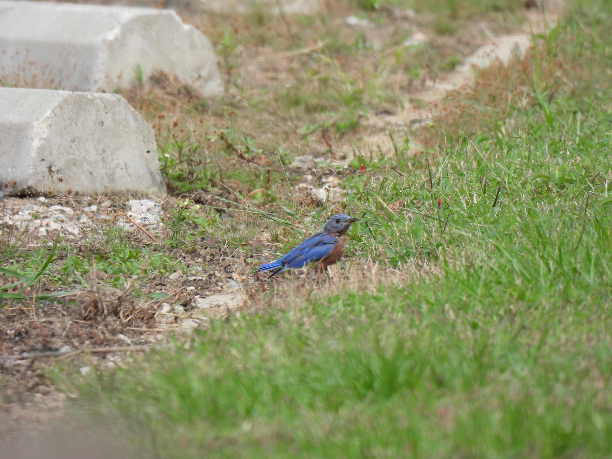 Eastern Bluebird - ML623647149