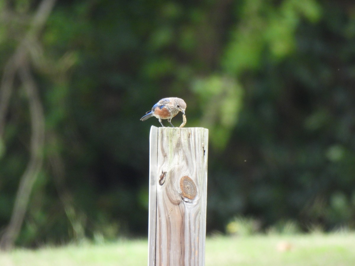 Eastern Bluebird - ML623647151