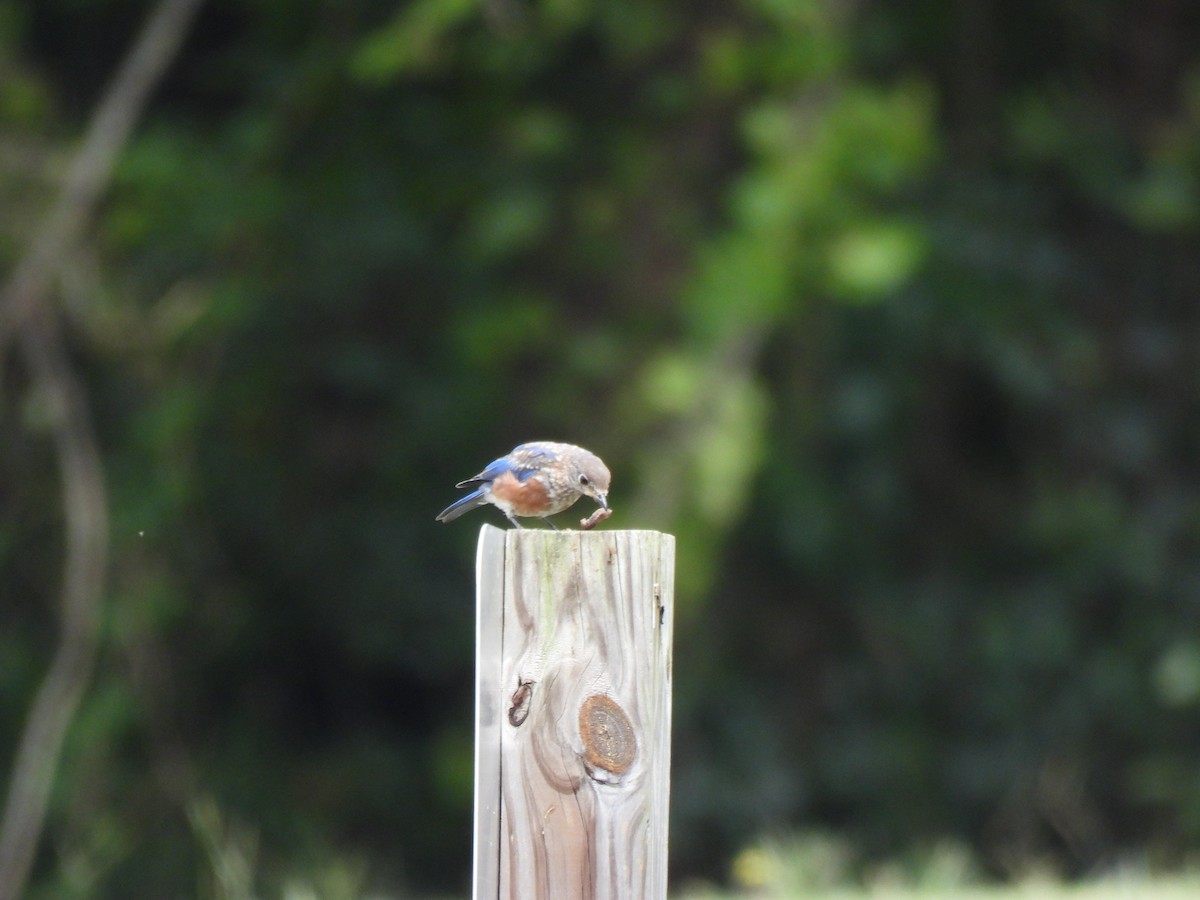 Eastern Bluebird - ML623647152