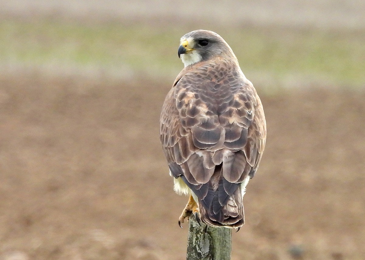 Swainson's Hawk - ML623647156