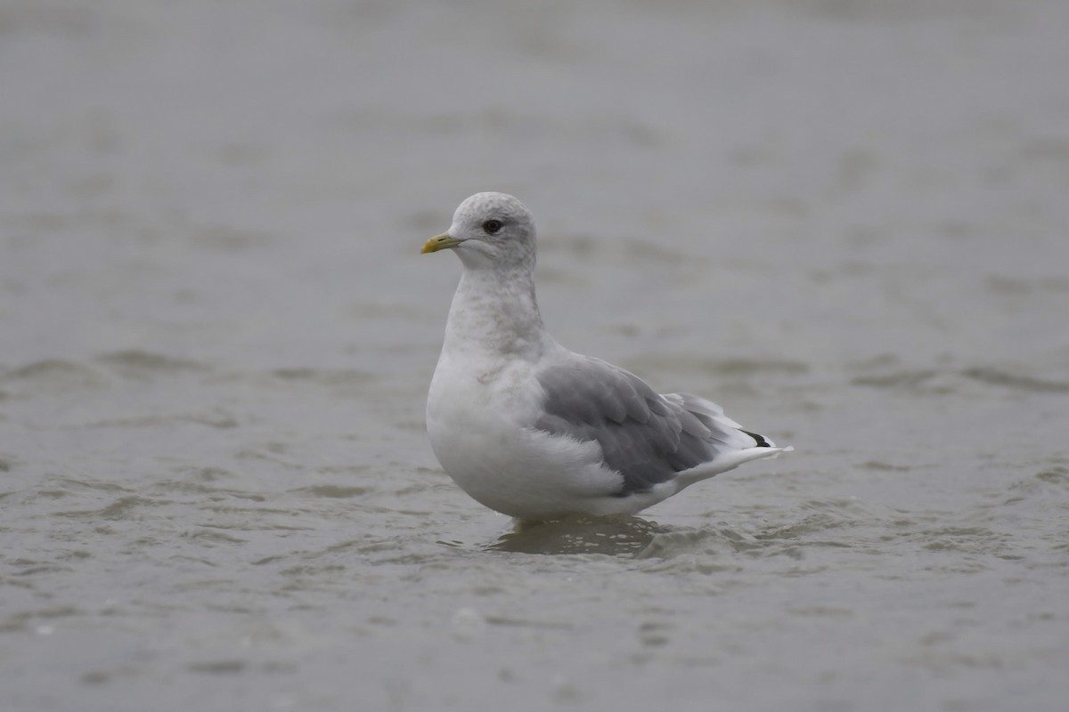 Short-billed Gull - ML623647168