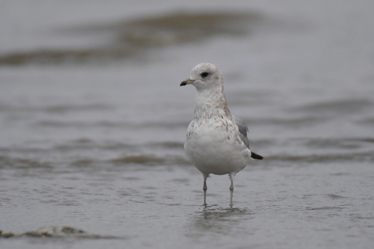 Short-billed Gull - ML623647169