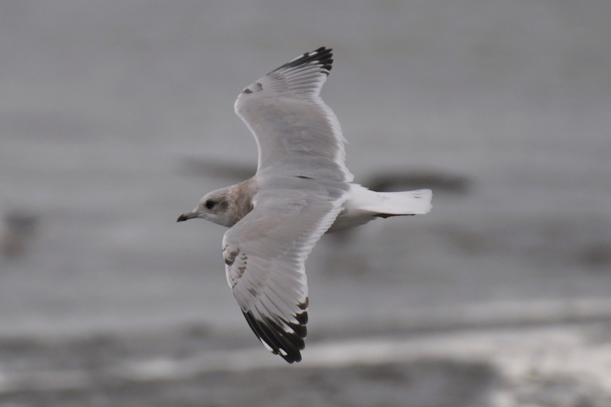 Short-billed Gull - ML623647170