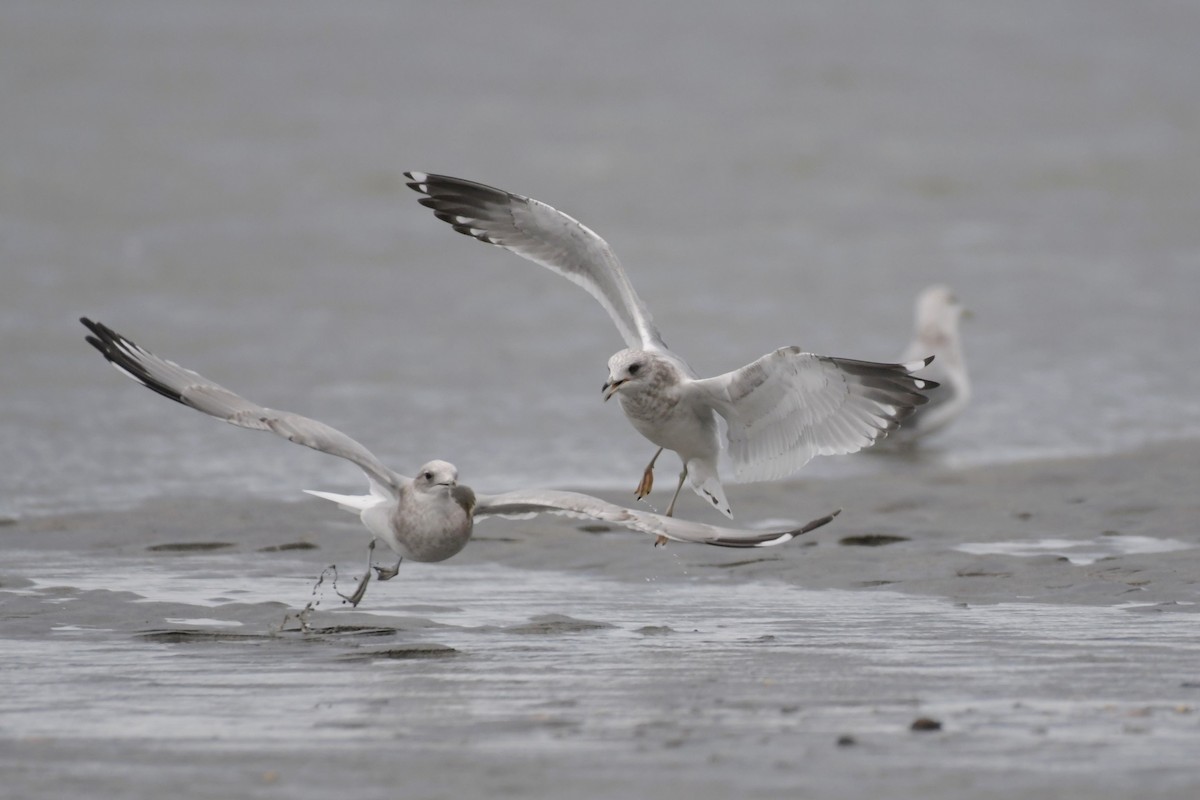 Short-billed Gull - ML623647171