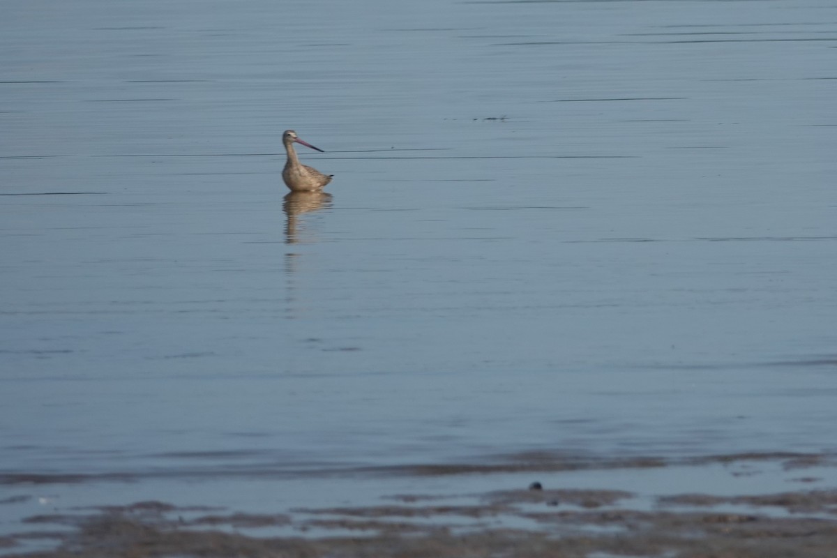 Marbled Godwit - ML623647189