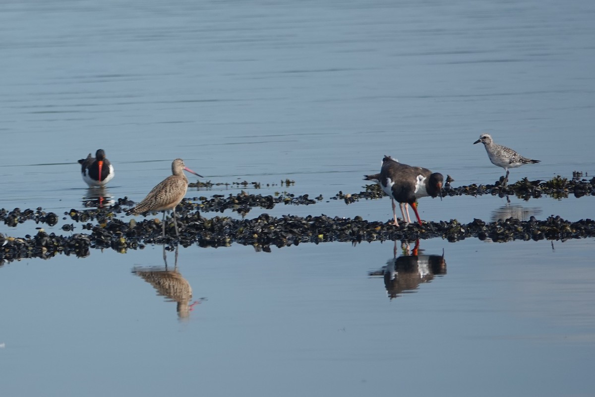 Marbled Godwit - ML623647190