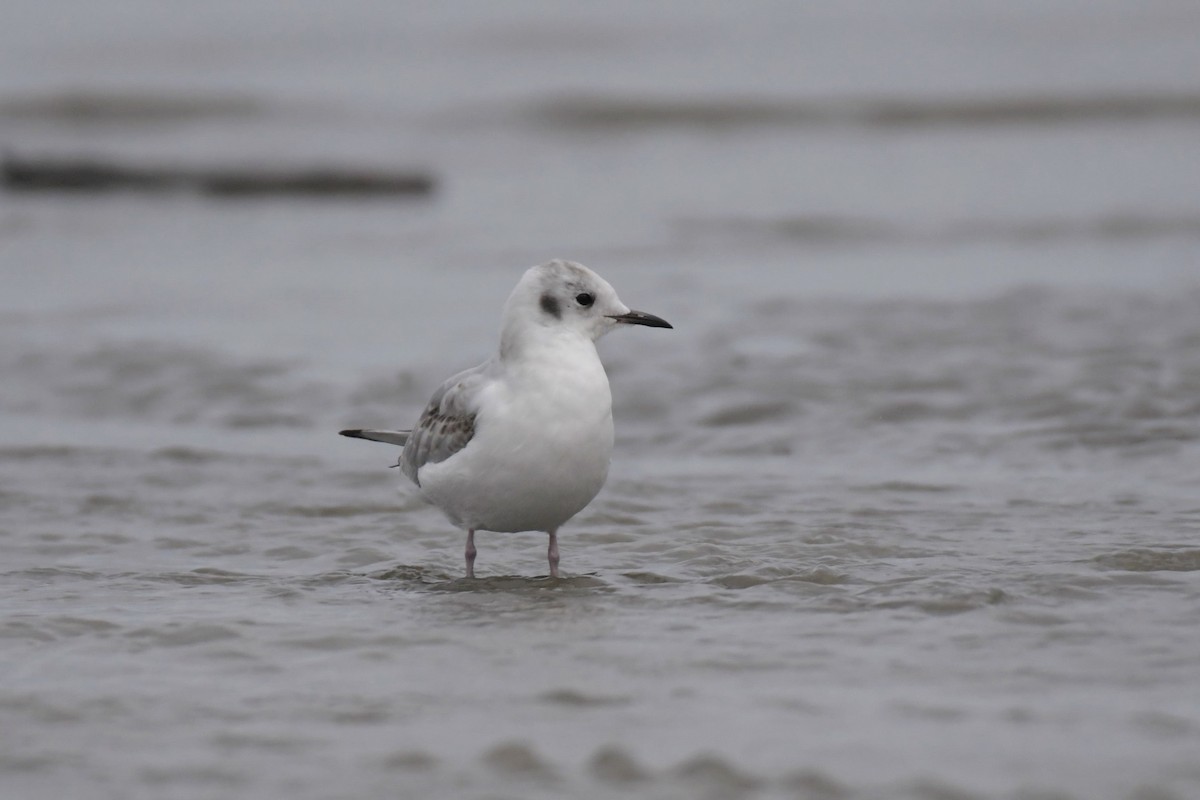 Bonaparte's Gull - ML623647206