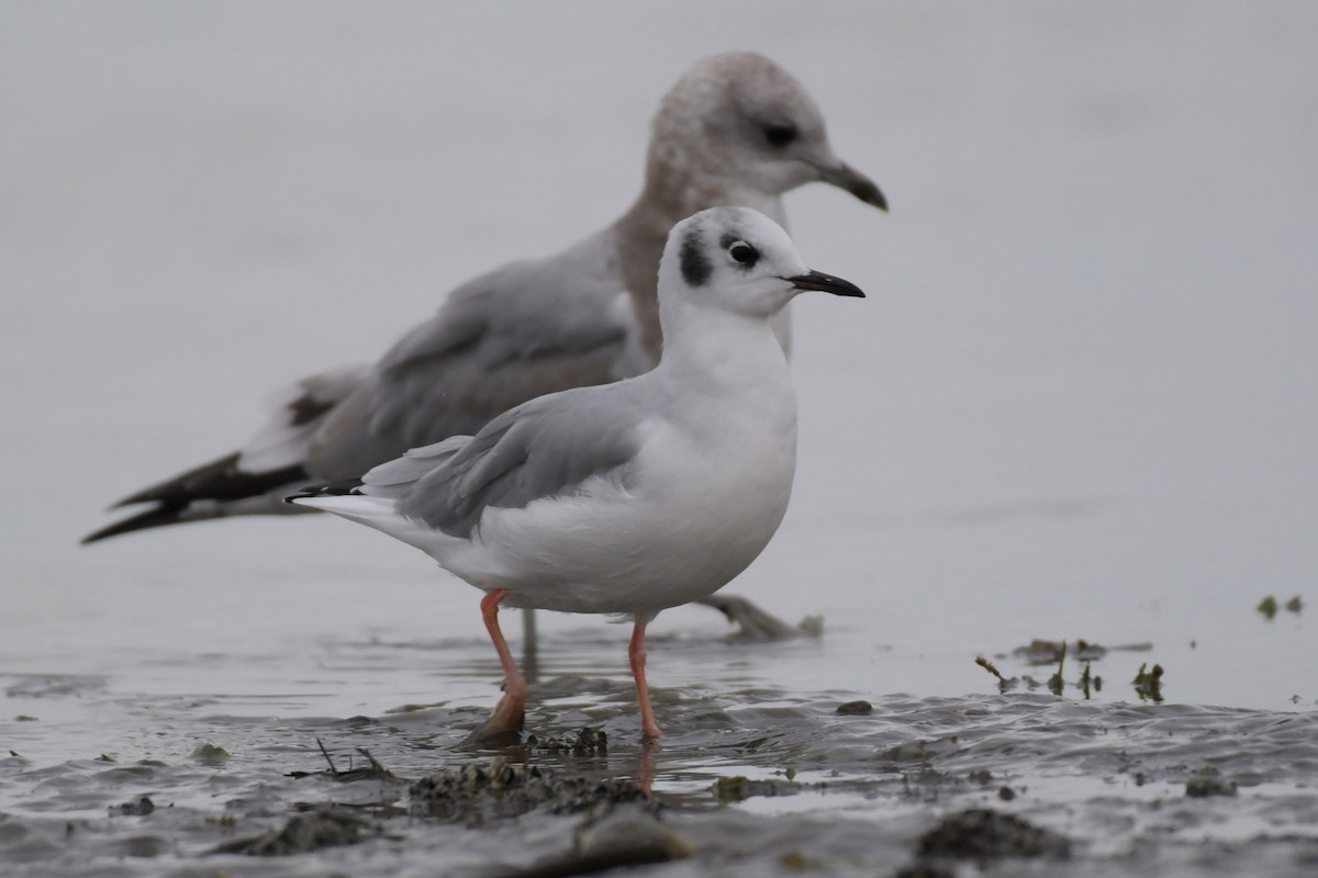 Bonaparte's Gull - ML623647207