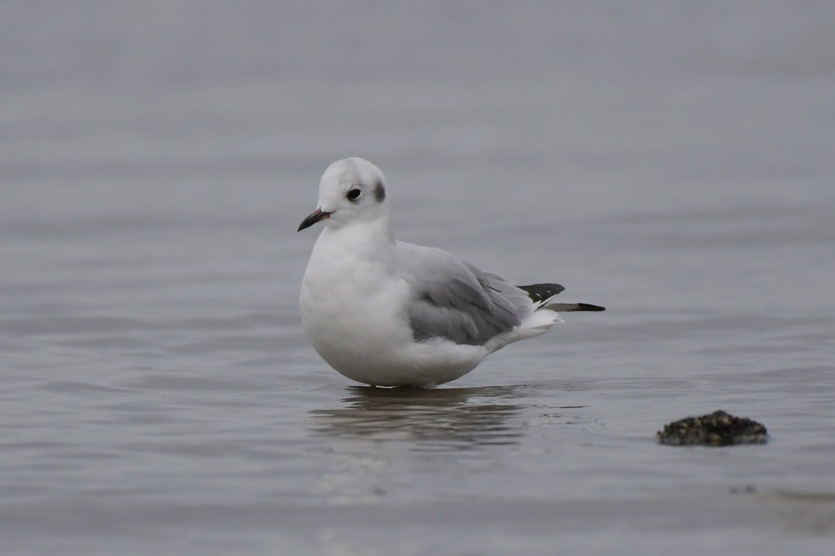 Bonaparte's Gull - ML623647208