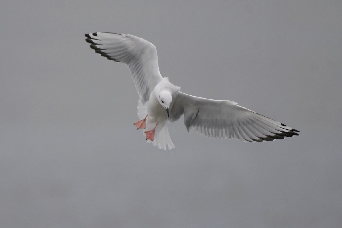 Bonaparte's Gull - ML623647209