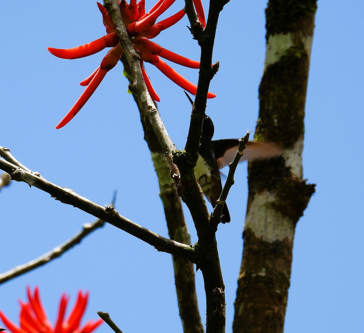 Snowy-bellied Hummingbird - ML623647220