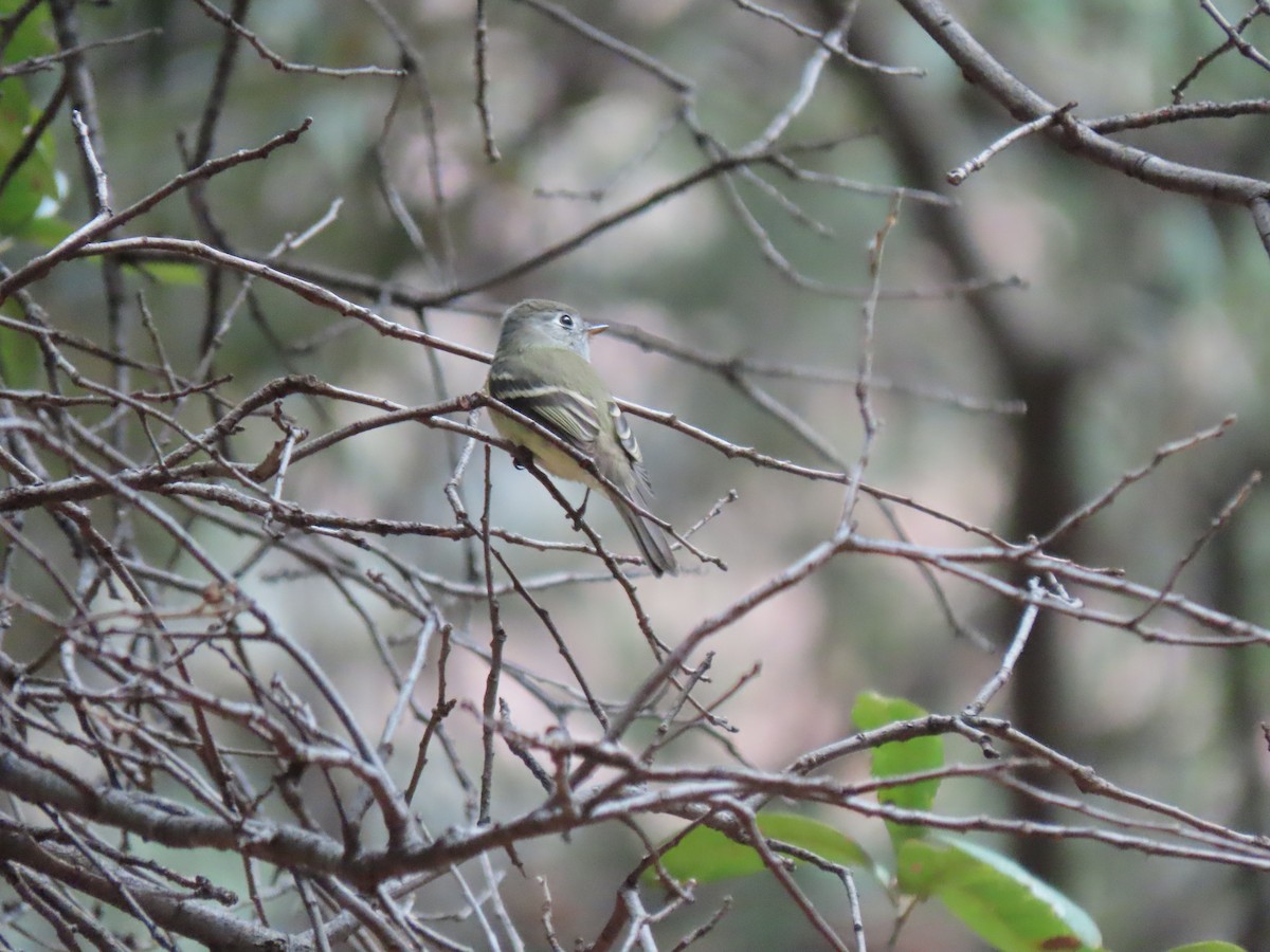 Hammond's/Dusky Flycatcher - Kenneth Bader