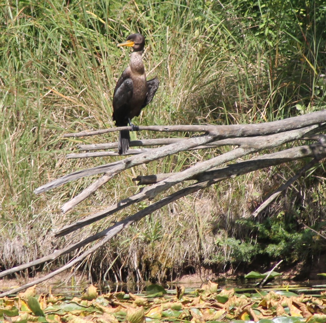 Double-crested Cormorant - ML623647287