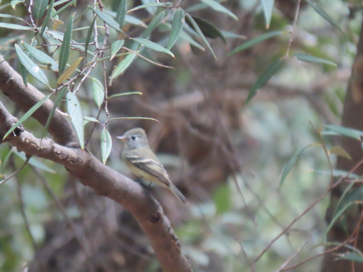 Hammond's/Dusky Flycatcher - ML623647288