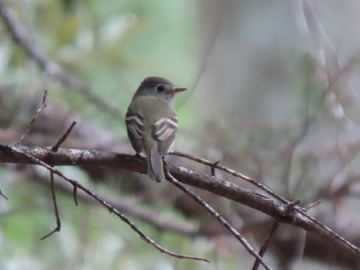 Hammond's/Dusky Flycatcher - ML623647291