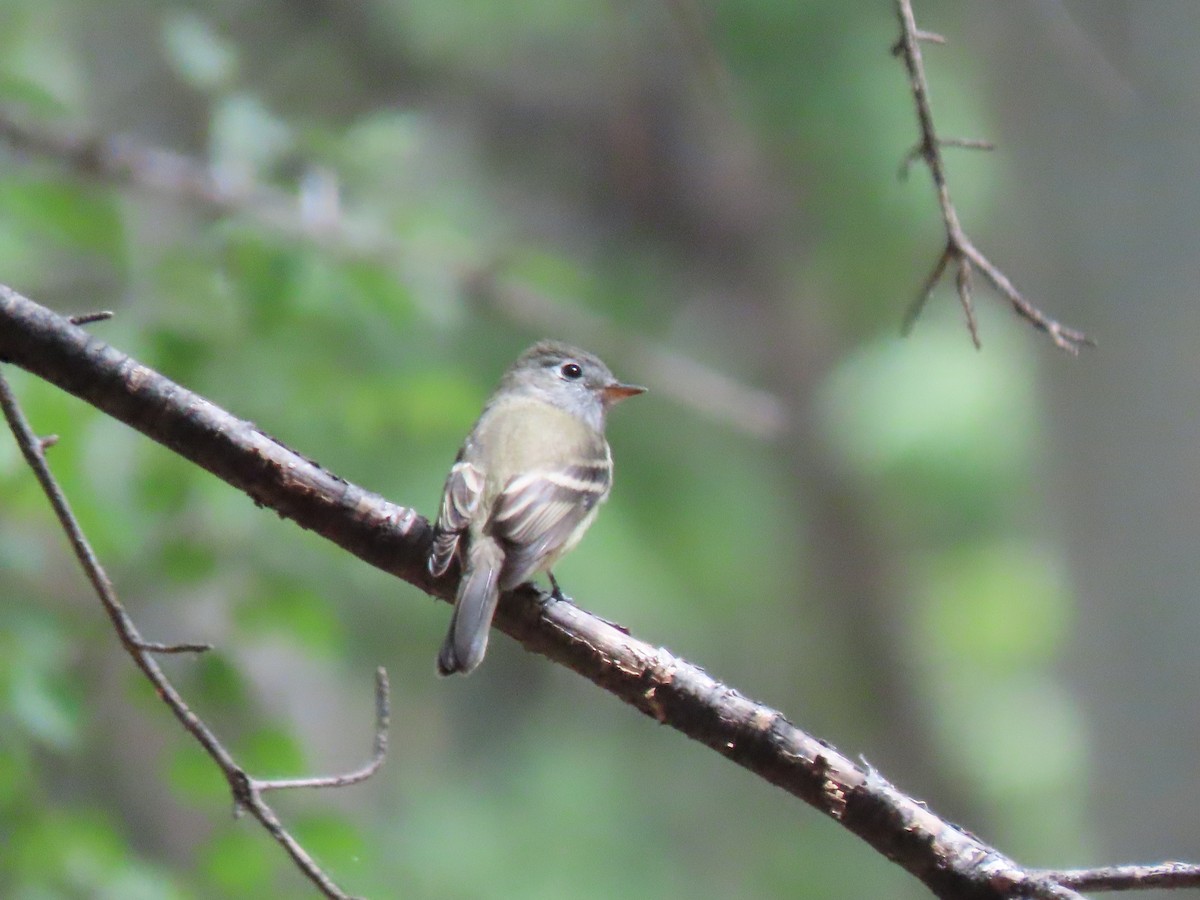 Hammond's/Dusky Flycatcher - ML623647292