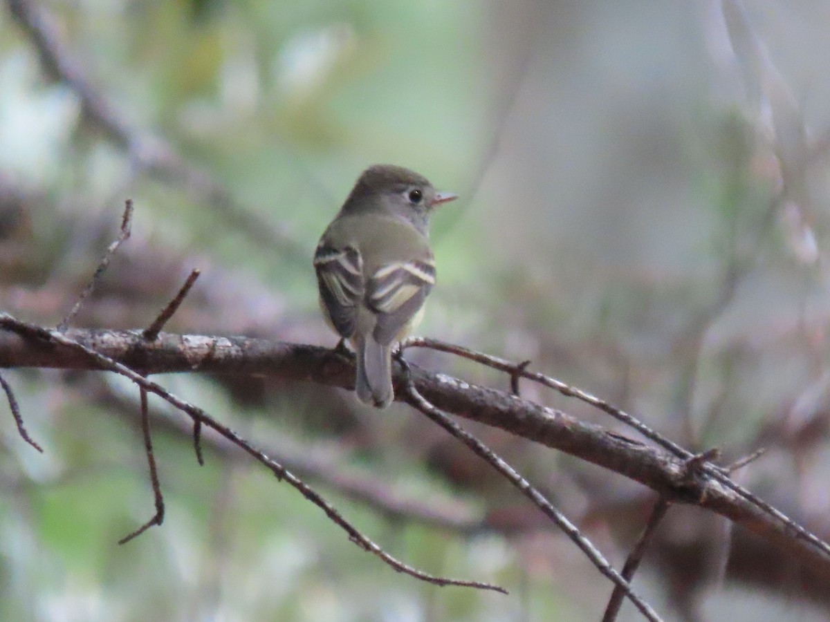 Hammond's/Dusky Flycatcher - ML623647295