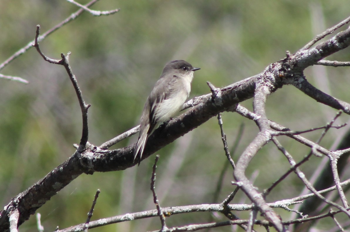 Eastern Phoebe - ML623647297