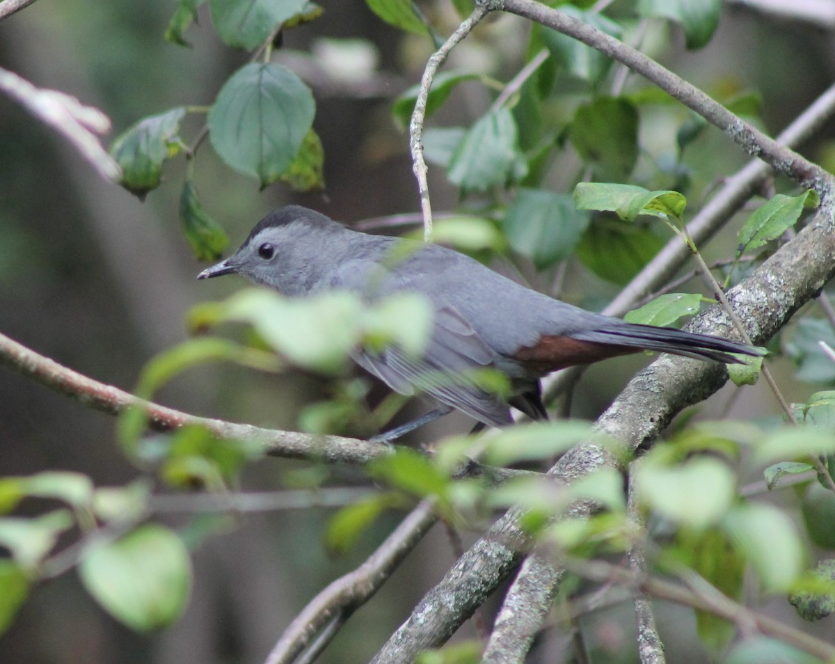 Gray Catbird - ML623647307