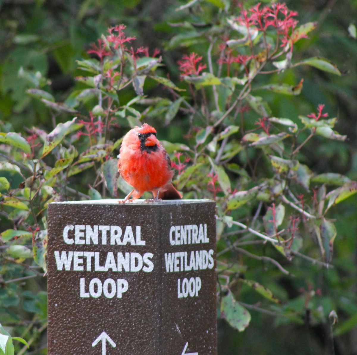 Northern Cardinal - ML623647323