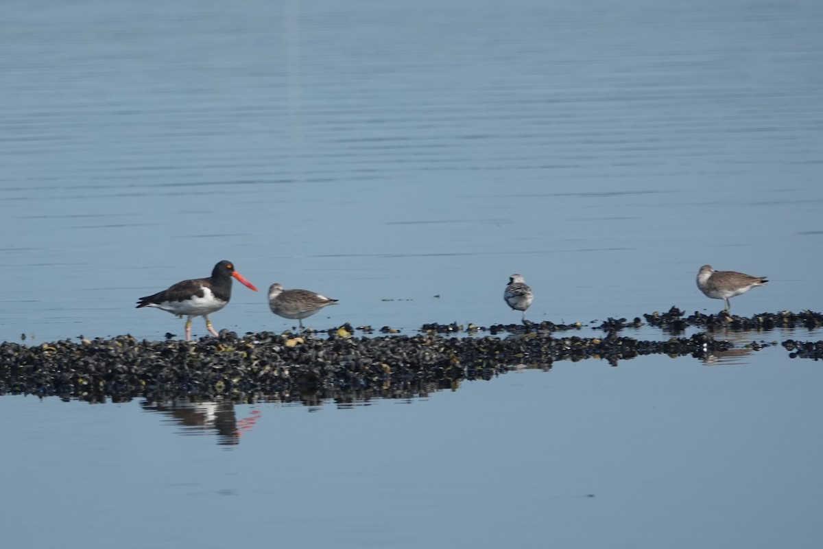 Red Knot - ML623647364