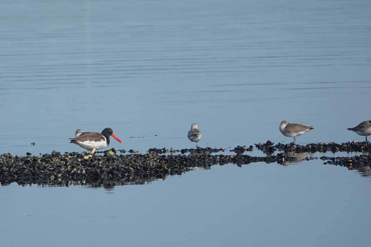 Red Knot - ML623647365