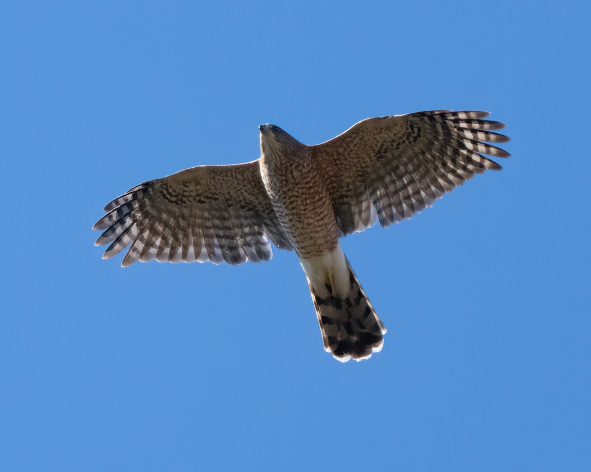 Cooper's Hawk - ML623647372