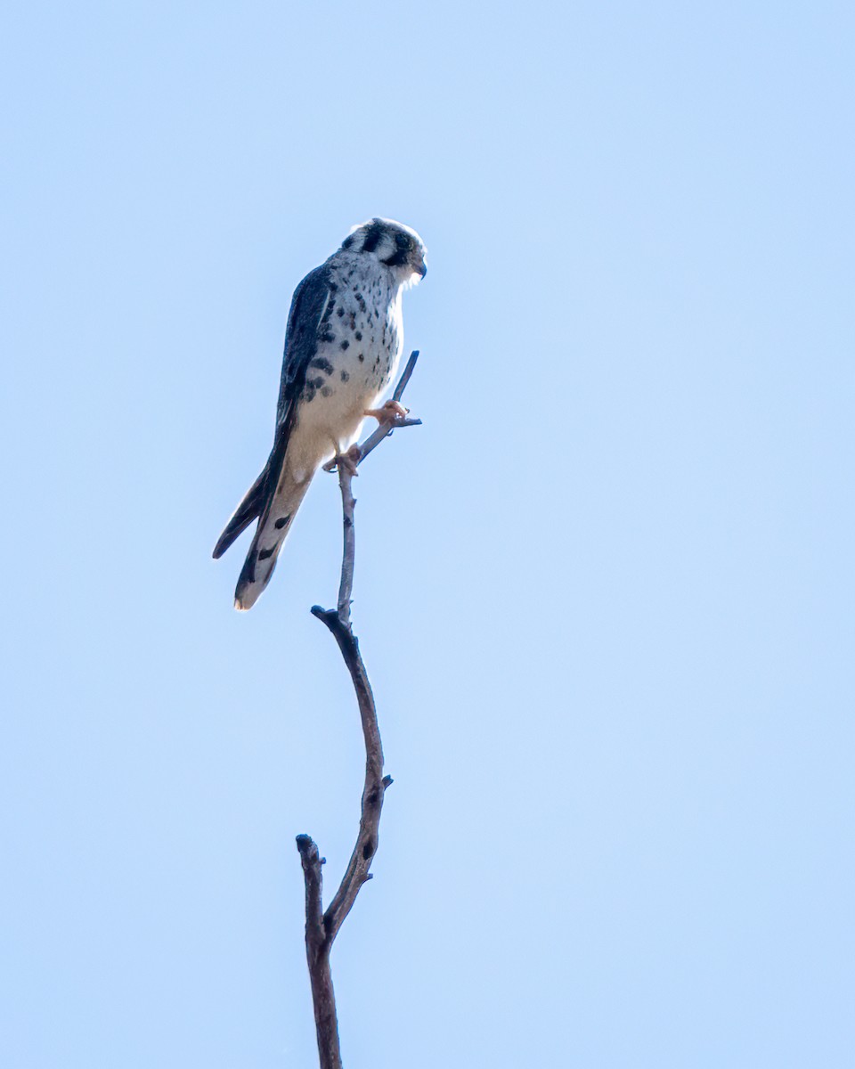 American Kestrel - ML623647382