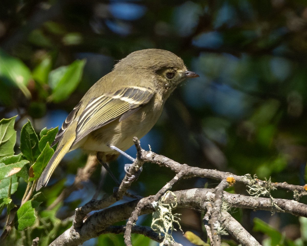 Hutton's Vireo - ML623647385