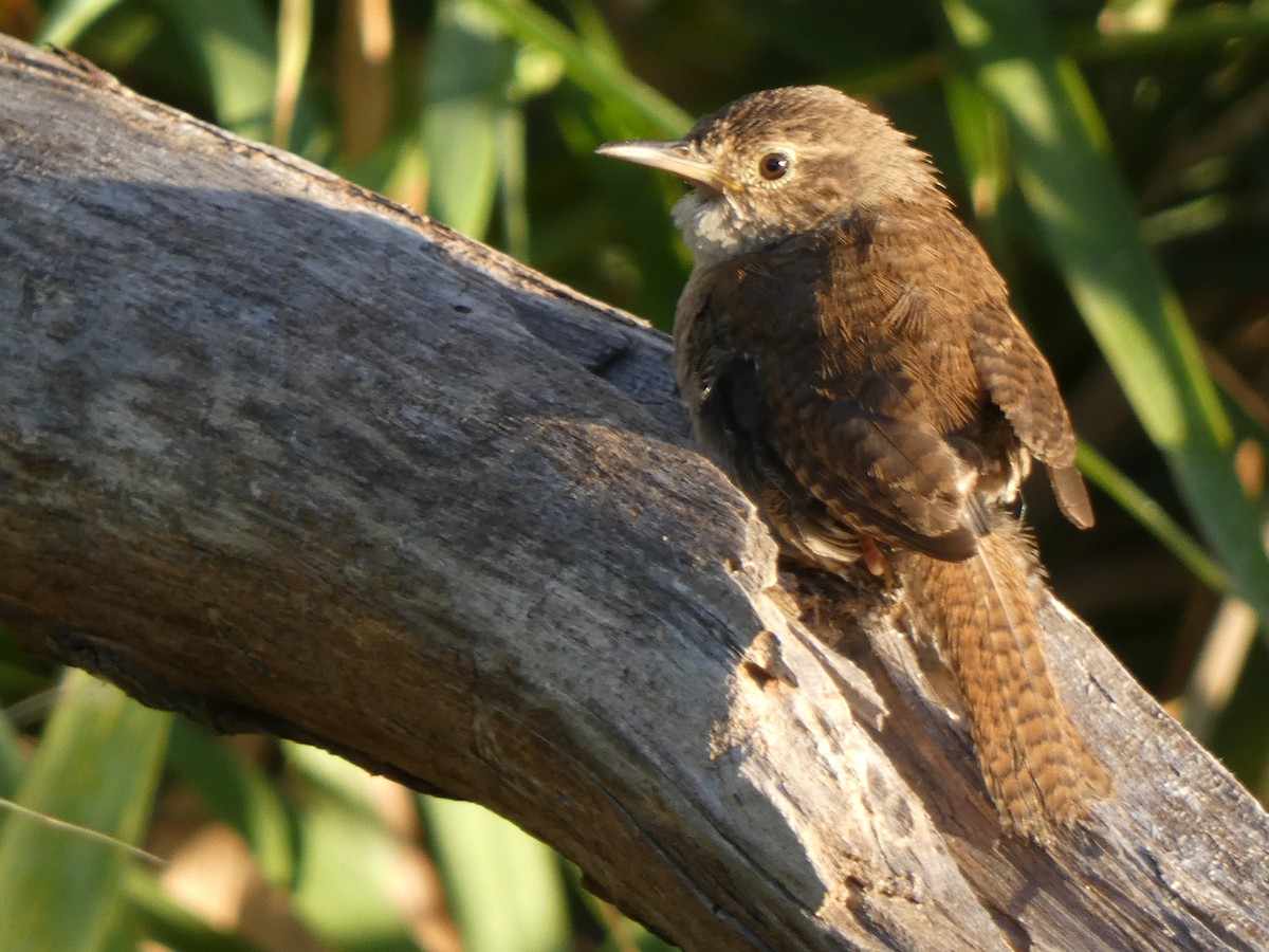 House Wren - Doug Woodby