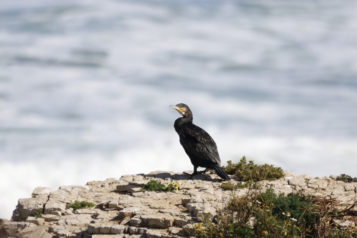 Great Cormorant - ML623647447