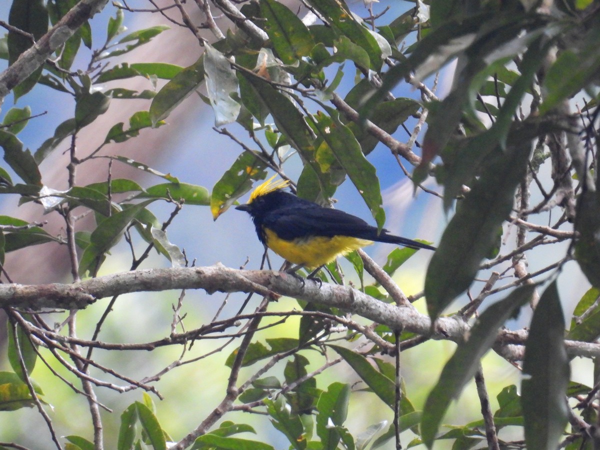 Sultan Tit (Yellow-crested) - ML623647452