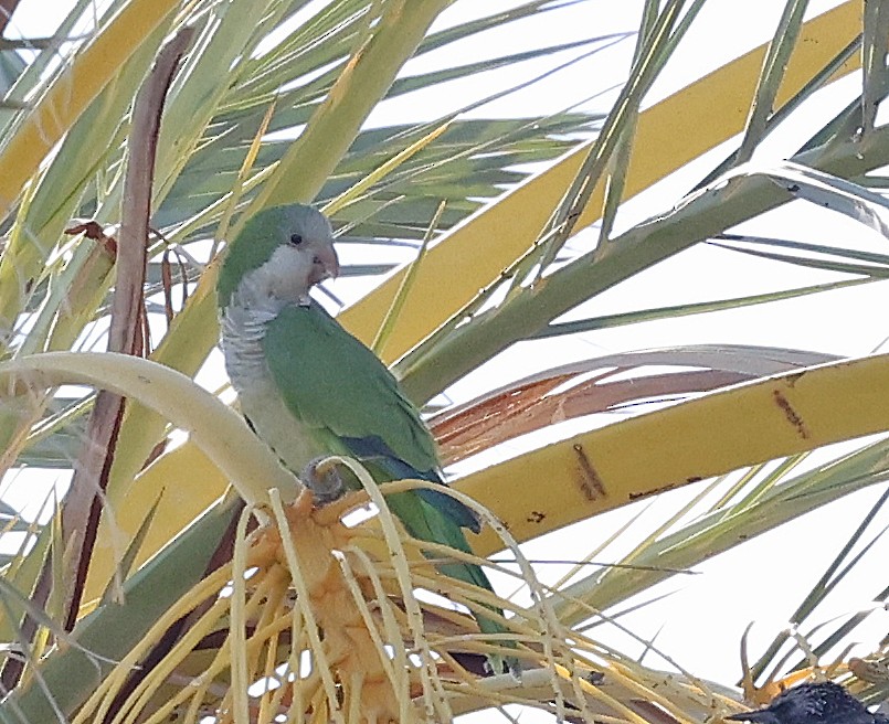 Monk Parakeet - ML623647522