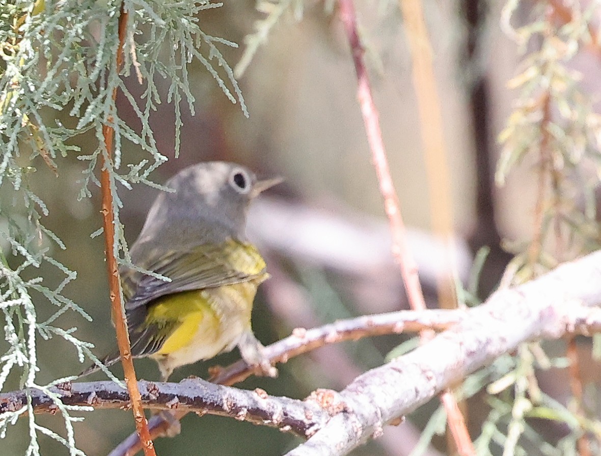 Nashville Warbler - ML623647553