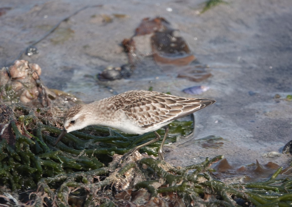Semipalmated Sandpiper - ML623647563