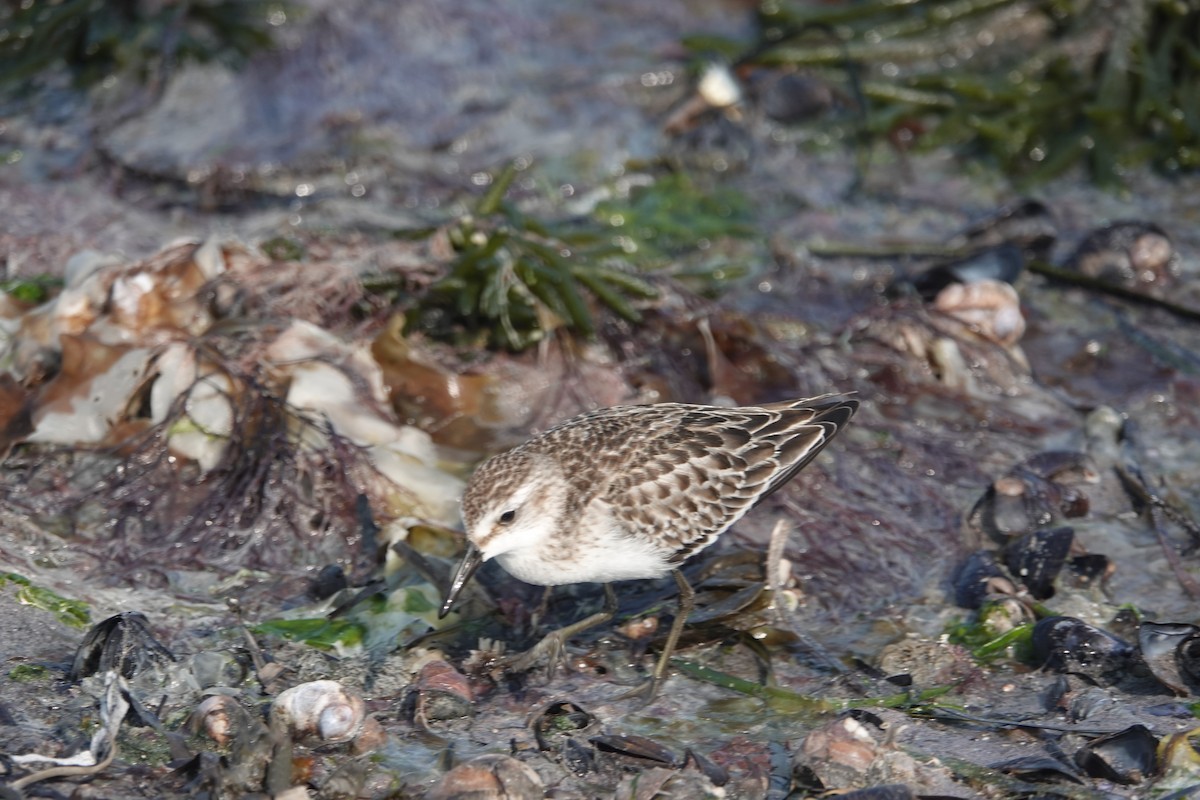 Semipalmated Sandpiper - ML623647564