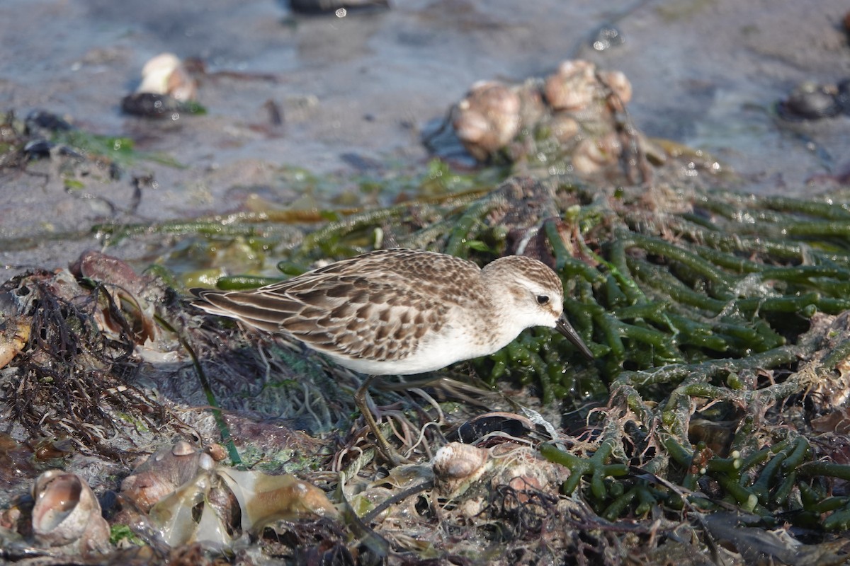 Semipalmated Sandpiper - ML623647565