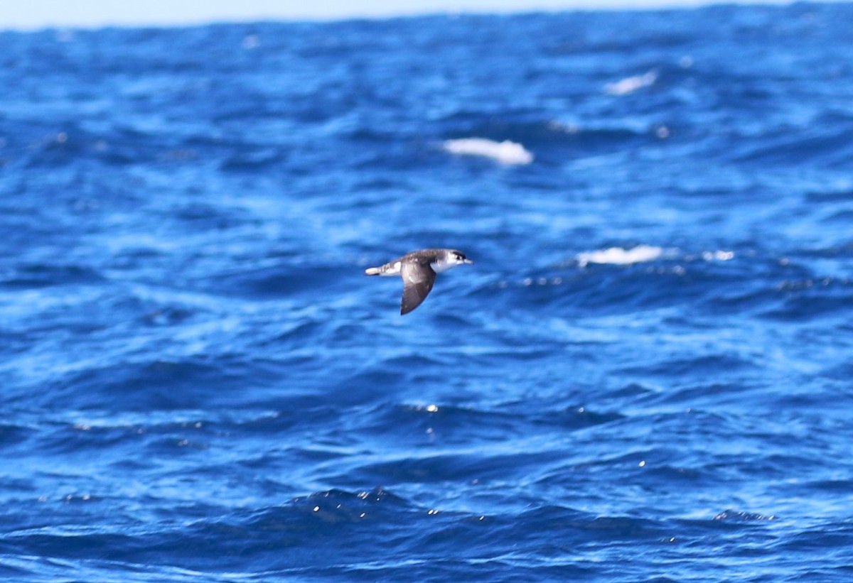 Little Shearwater - ML623647570