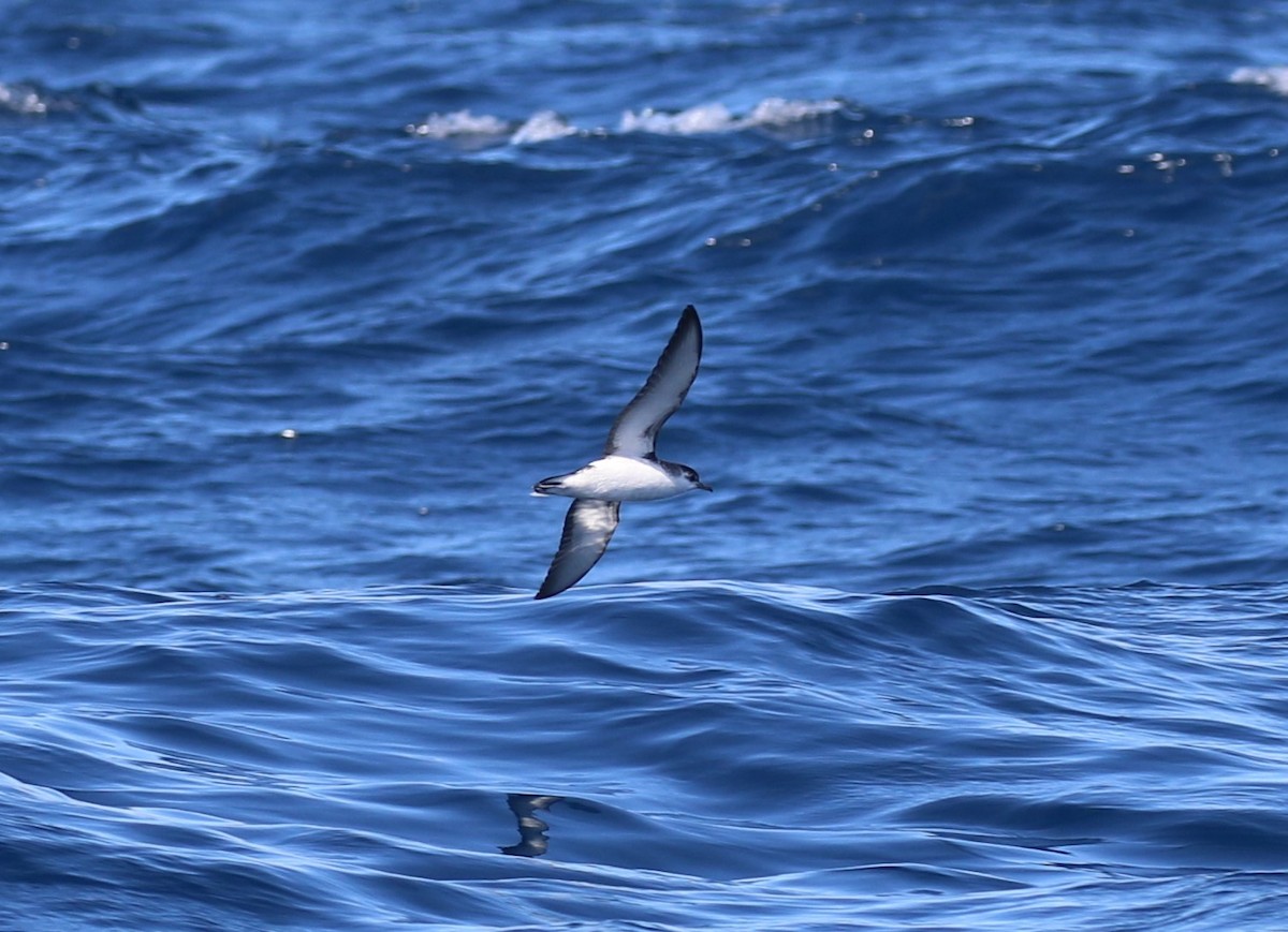 Little Shearwater - ML623647571