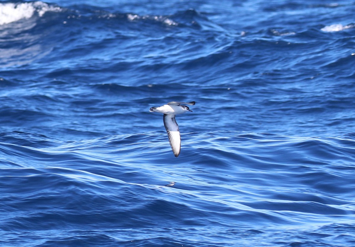 Little Shearwater - ML623647572