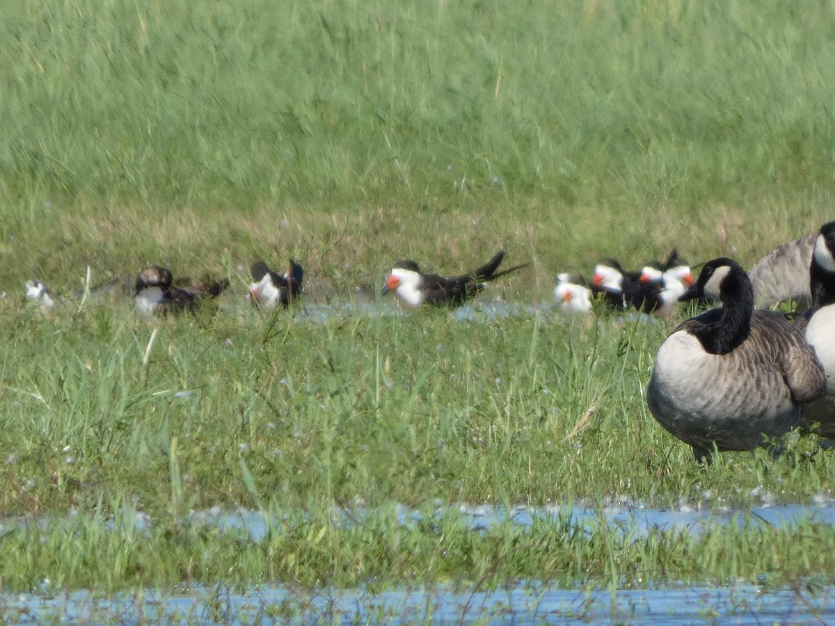 Black Skimmer - ML623647706