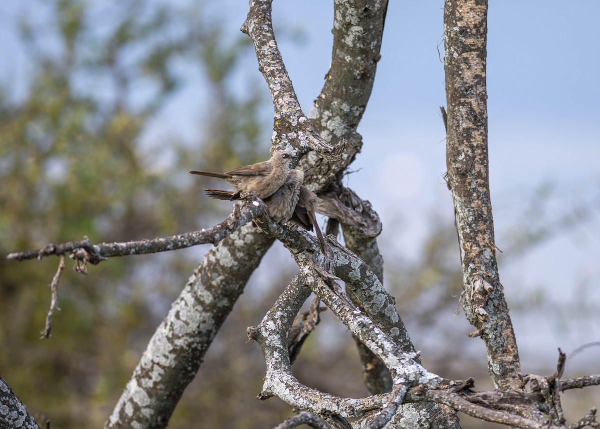 Black-lored Babbler - ML623647713