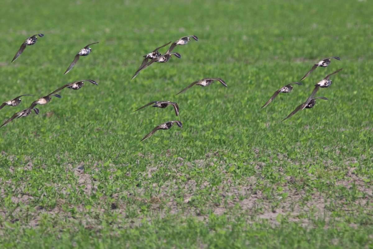 American Golden-Plover - Alain Quenneville