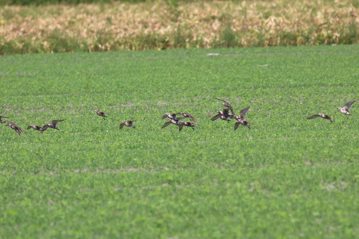 American Golden-Plover - ML623647731