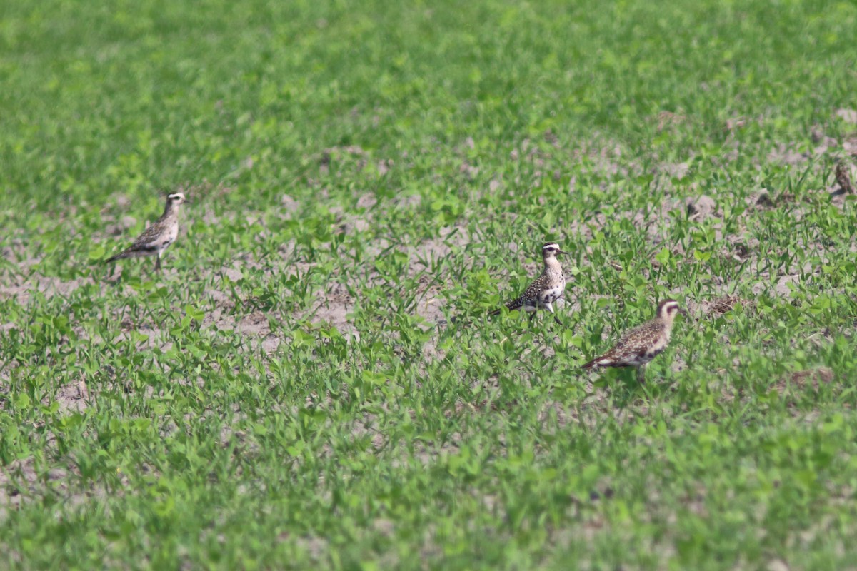 American Golden-Plover - ML623647734