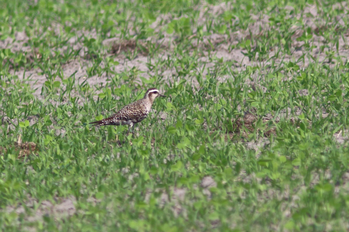 American Golden-Plover - Alain Quenneville