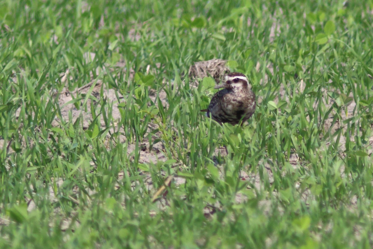 American Golden-Plover - ML623647755