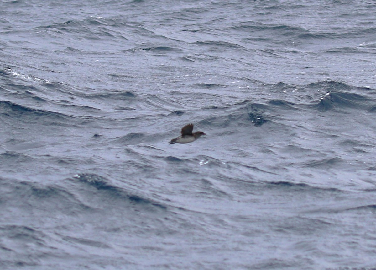 Common Diving-Petrel - ML623647758