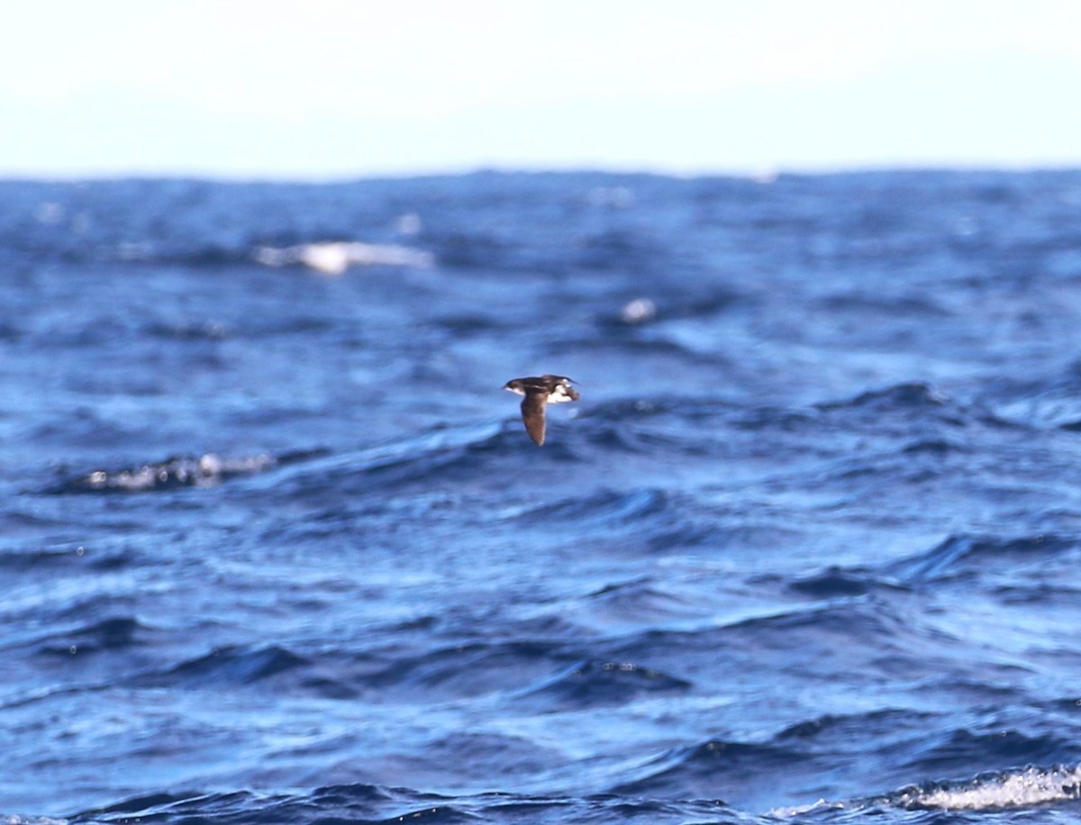 Common Diving-Petrel - ML623647760